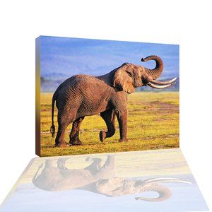 ELEPHANT CANVAS PRINT WALL ART SIZE (12x14in)